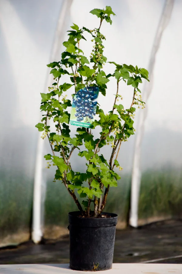 Serbentų sodinukai sodui ir plantacijai